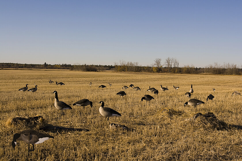 goose hunting layout blinds