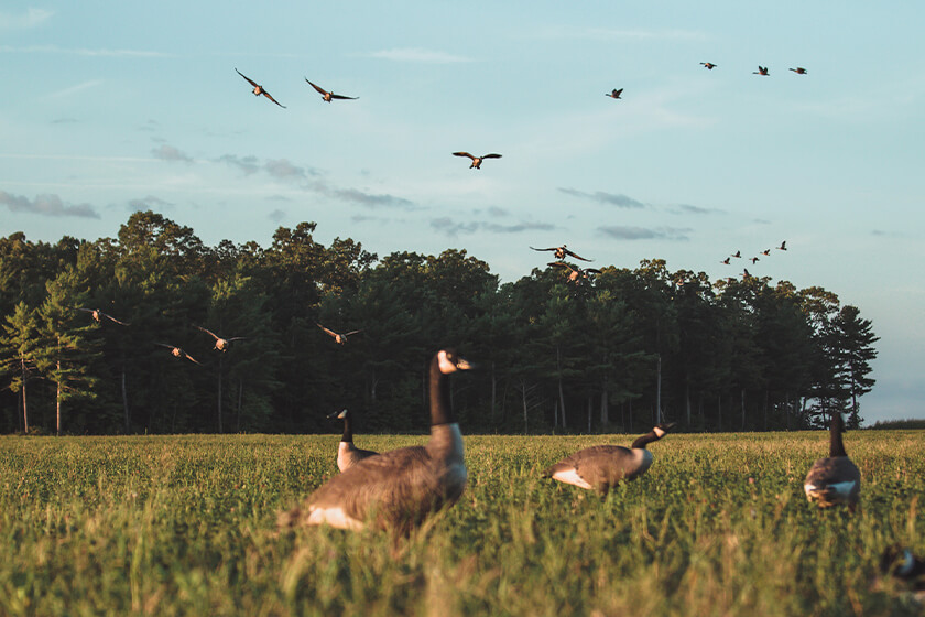 Top 5 Goose Hunting Mistakes Hunters Make