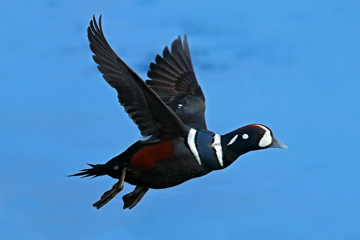 Harlequin Duck Closed in Washington State for the 2022-2023 Duck Hunting Season