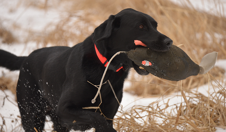Winter Work for Duck Dogs