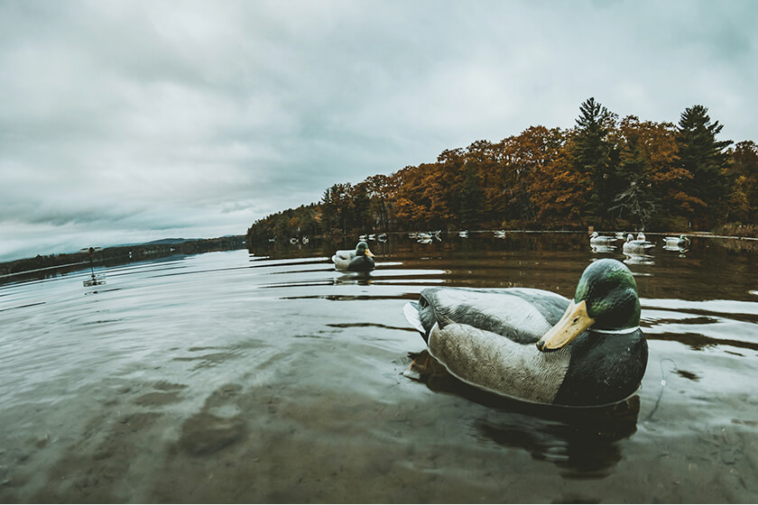 Duck decoys floating on the water