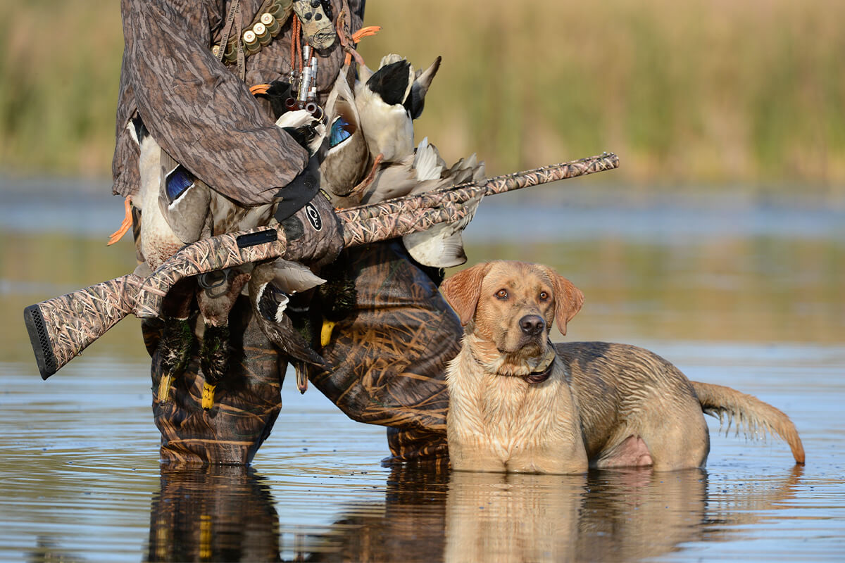 What is the Best Shotgun for Waterfowl Hunting?