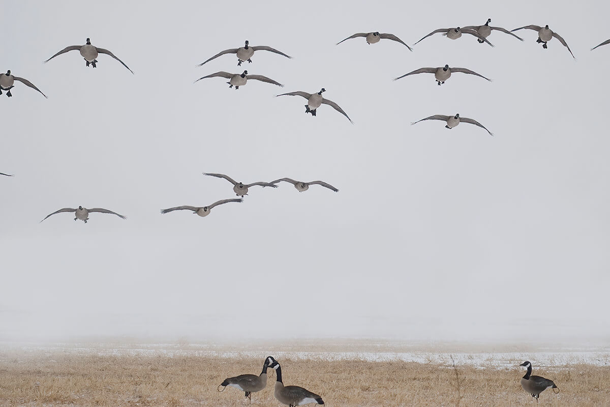 Why You Suck At Shooting….and How To Fix Your Faults - Wildfowl