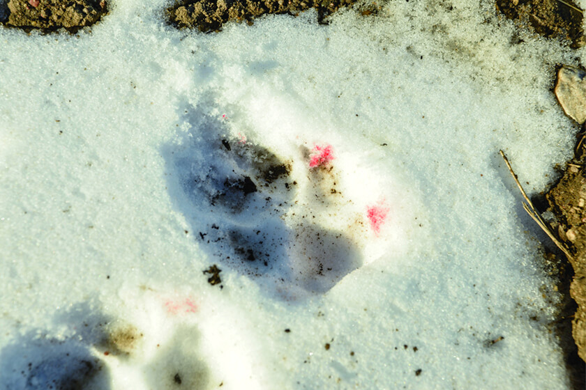 Bloody paw print in the snow
