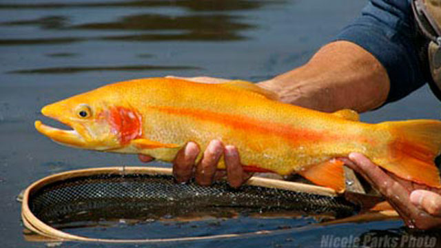 Golden Rainbow Trout-Mahoning Creek, Pennsylvania