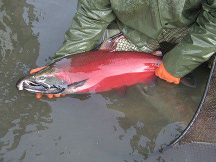 Salmon and Trout In Alaska