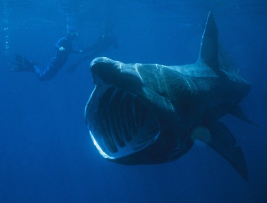 Basking Shark diver