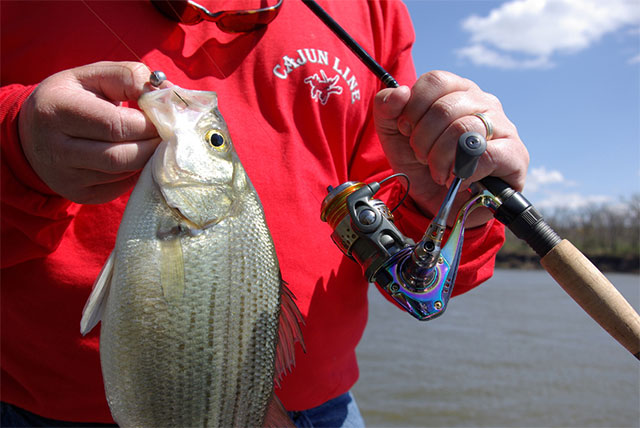 Getting the Jump on Late-Summer White Bass