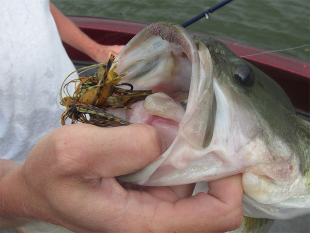 Cooler Temps Heat Up Fall Bass Fishing