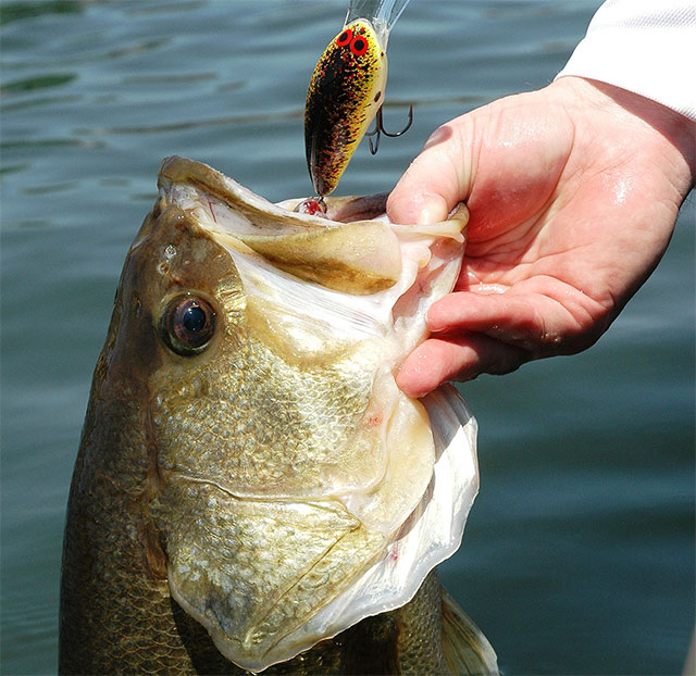 Pay Attention to Find the Pattern for Fishing Success