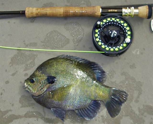 Hookin' Up with Early Summer Bluegills