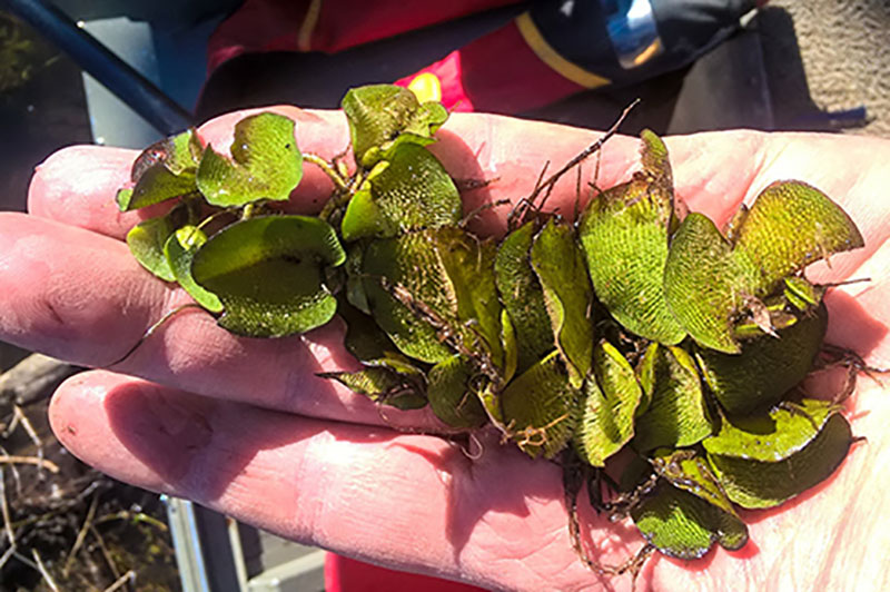 Invasive Species Alert: Giant Salvinia Found on Lake Fork