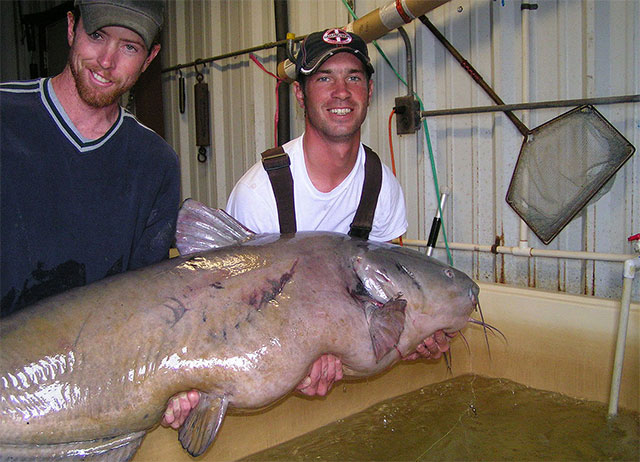 Bucks of America - Kentucky Catfish Blue on Charcoal/White – Mondocat -  Fish Big or Go Home