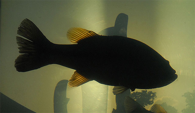 Big Bass in Aquarium