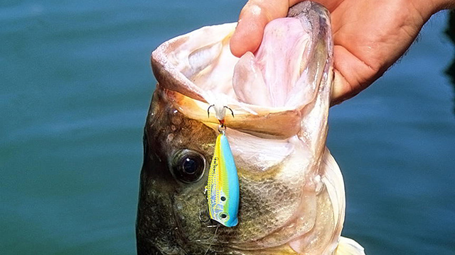 Chuggers: Still One of the Best Topwaters for Bass