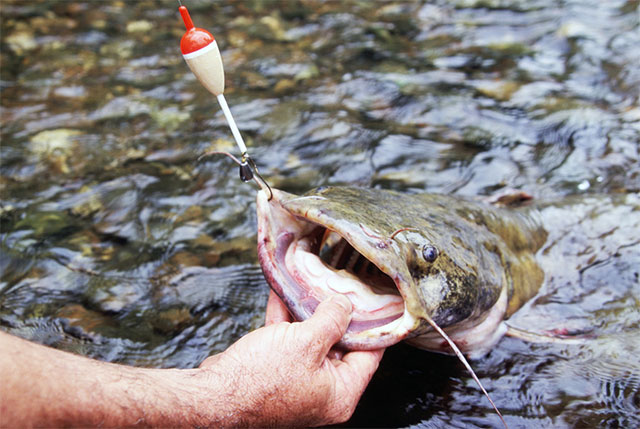 Prime Flathead Catfishing During Spring's High Water