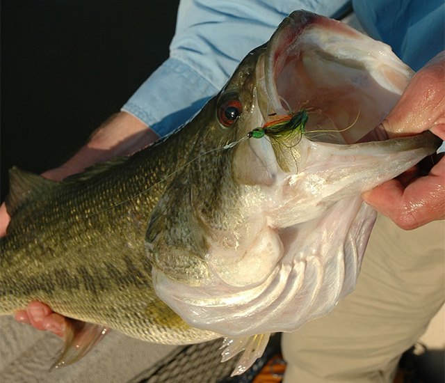 Giant Bass on the Long Rod: Lake Fork