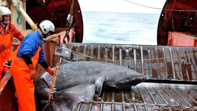 A Greenland shark is seen on the research vessel Pamiut in southwest Greenland. (Reuters/Julius Nielsen photo)
