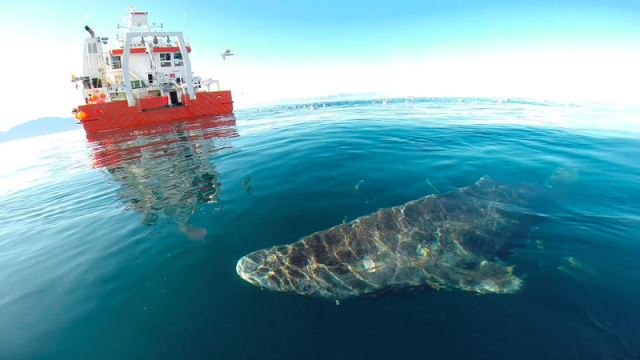 Longest-living Vertebrate is a Fish: Greenland Shark