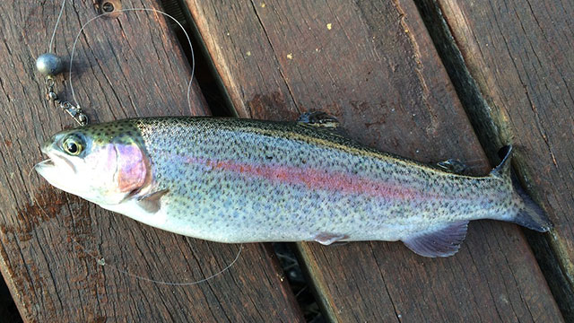 Recovery Plan Issued for US Northwest Salmon and Steelhead