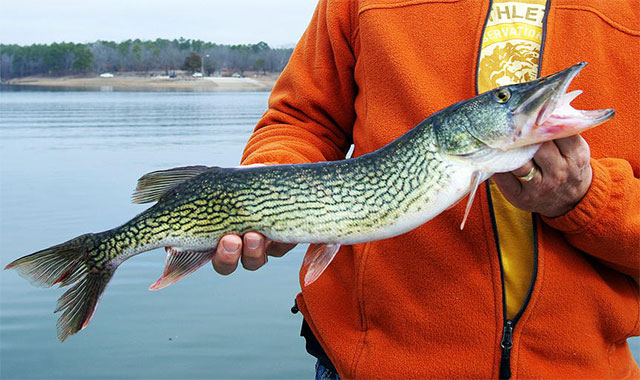 The Best Lure for Chain Pickerel 