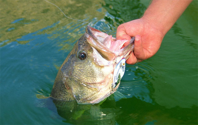 Bass Under Glass: Tips for Fishing Crystal-Clear Water