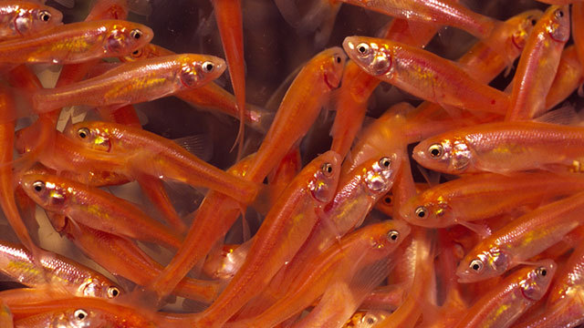 Are Rosy-Red Minnows Worth the Hype?