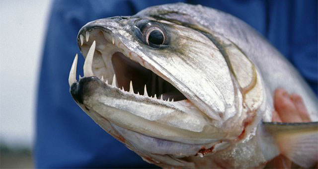 8 Fish with Teeth You Don't Want to Lip - Game & Fish