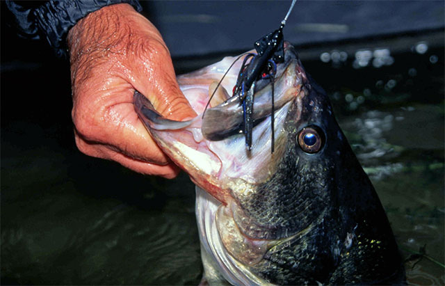 Bass Fishing's Most Versatile Lure? Tips for Fishing With Jigs