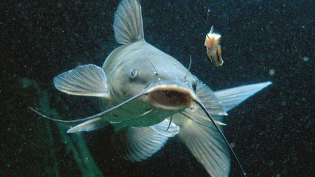 catfish cutbait hook underwater in fisherman