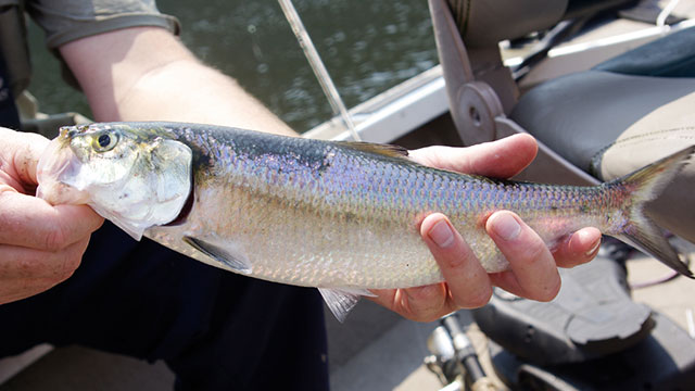 Fishing Inland for Miniature Tarpon