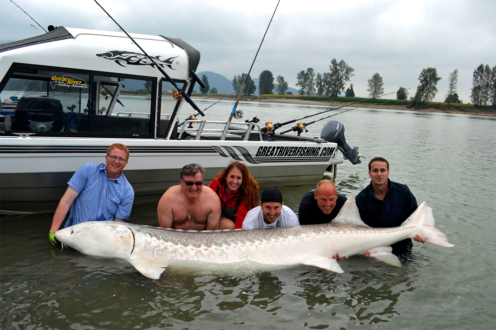 monster sturgeon