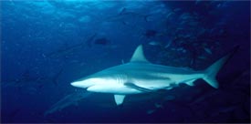 shark fishing