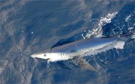 shark fishing