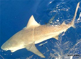 shark fishing