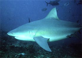shark fishing