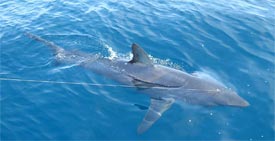 shark fishing