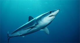 shark fishing