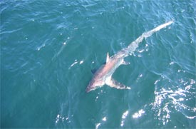 shark fishing
