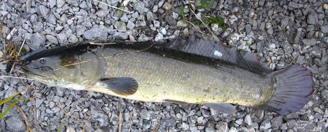 Bowfin Bowfin