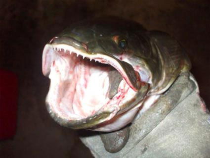 Bowfin Bowfin