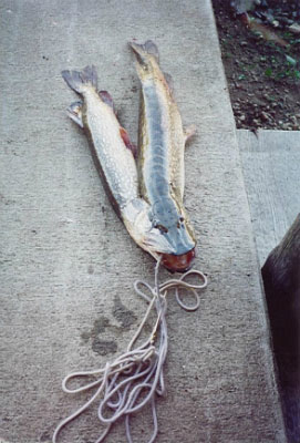 Two-headed (or Two-Bodied) Fish Two-headed (or Two-Bodied) Fish