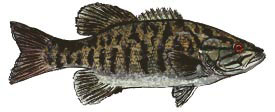 rainbow trout