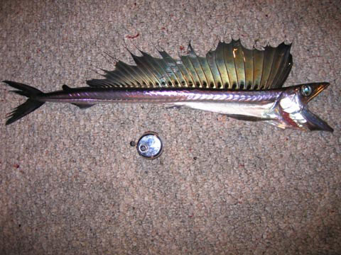 Lancetfish Lancetfish