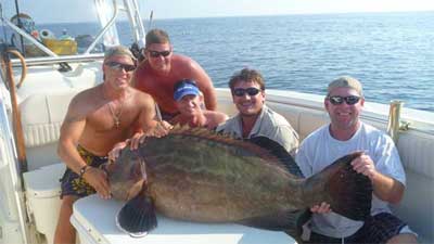 black grouper
