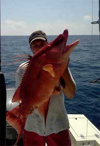 hogfish