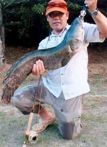 snakehead