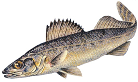 blue walleye
