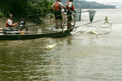 Flying carp