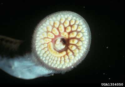 Sea lamprey